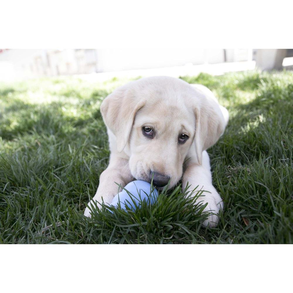 Chew toys outlet for lab puppies